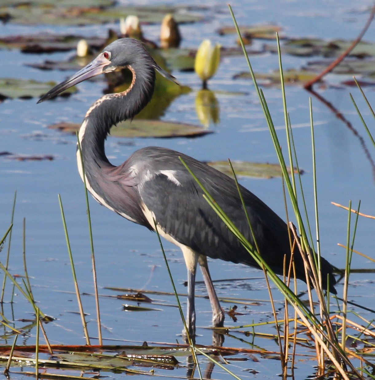 Grace in the Shallows