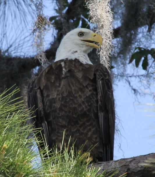 Strength in Stillness